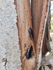 Drymaplaneta semivitta