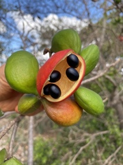 Sterculia quadrifida