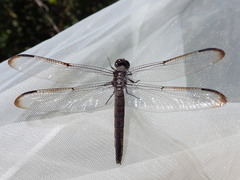 Libellula incesta