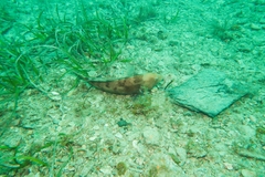 Notolabrus parilus