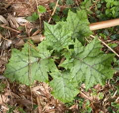 Leptostemonum
