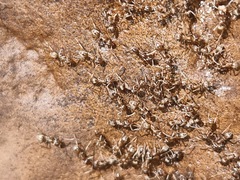 Formicidae