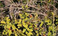 Lichmera indistincta