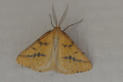 Aspitates ochrearia
