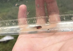 Notopterus notopterus