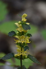Lamium galeobdolon