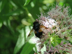 Volucella pellucens