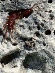 Lithobiomorpha
