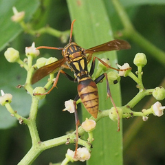 Polistes japonicus