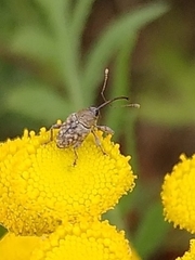 Curculio glandium