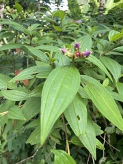 Melastoma