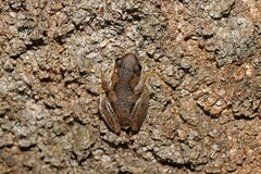 Litoria rubella