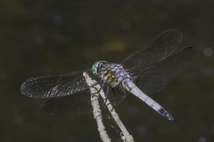 Pachydiplax longipennis