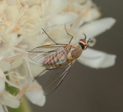 Phthiria