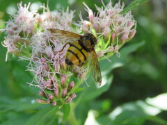 Volucella inanis