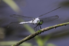 Erythemis simplicicollis