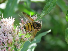 Volucella inanis