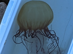 Chrysaora fuscescens