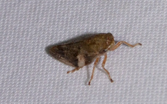 Aphrophora alni
