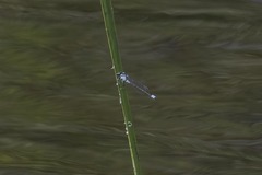 Enallagma geminatum
