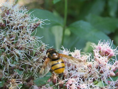 Volucella inanis