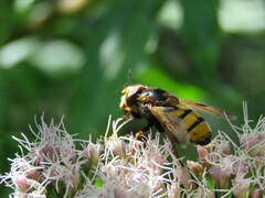 Volucella inanis
