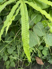 Microsorum membranifolium
