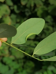 Obolodiplosis robiniae