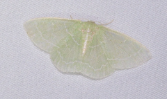 Synchlora aerata