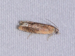 Eucosma raracana