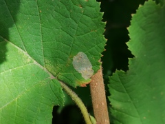 Phyllonorycter coryli