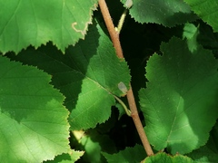 Phyllonorycter coryli