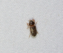 Heterocerus fenestratus