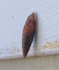 Papillifera papillaris