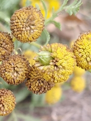 Rhopalomyia tanaceticola