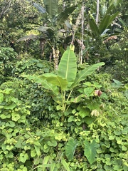 Musa × paradisiaca