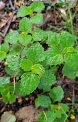 Coleus