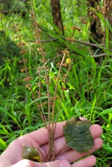 Coleus