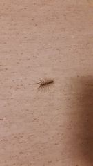 Scutigera coleoptrata