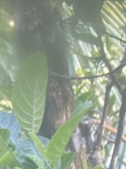 Loriculus camiguinensis