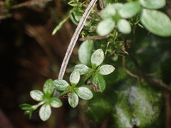 Galium palustre