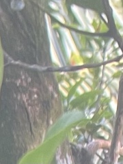 Loriculus camiguinensis