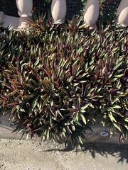 Tradescantia spathacea