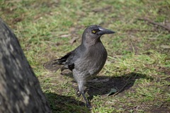 Strepera versicolor versicolor