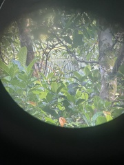 Loriculus camiguinensis