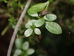 Galium palustre