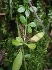 Galium palustre