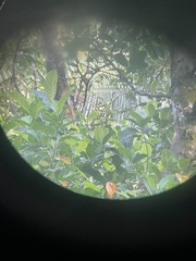 Loriculus camiguinensis