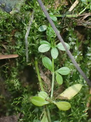 Galium palustre