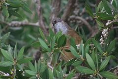 Pachycephala olivacea
